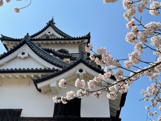hikone castle 
tree 
japanese cherry blossom 
sakura 
castle 
blue sky 
sky 
桜
城
彦根城
木
青空
空
春
日本