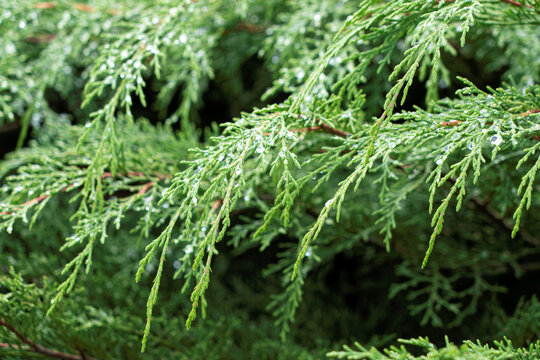 Macro Image of Green  Branch of Conifer Tree