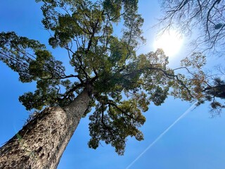 bird on tree
tree 
blue sky 
sky 
Contrail
kusunoki 
big tree 
spring 
楠
青空
空
飛行機雲
日本
春