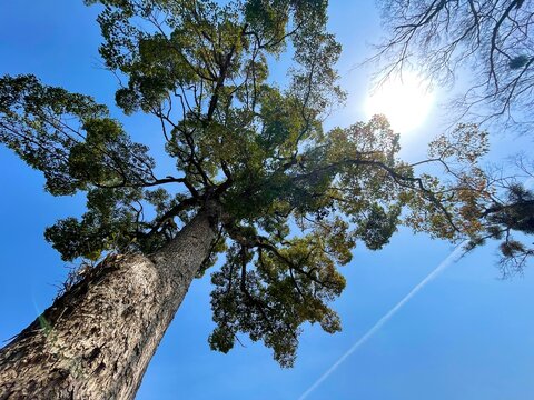 bird on tree
tree 
blue sky 
sky 
Contrail
kusunoki 
big tree 
spring 
楠
青空
空
飛行機雲
日本
春