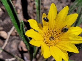 bugs on flower