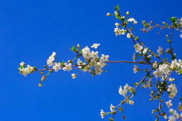 cherry blossom on sky
