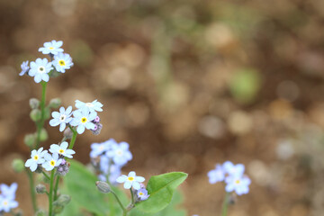 土の上に小さなたくさんの水色の花を咲かせているキュウリグサのアップ。左寄り