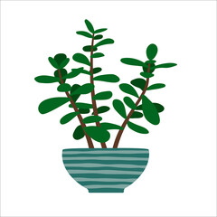 Jade plant in flowerpot. Hand drawn houseplant. Isolated vector illustration.