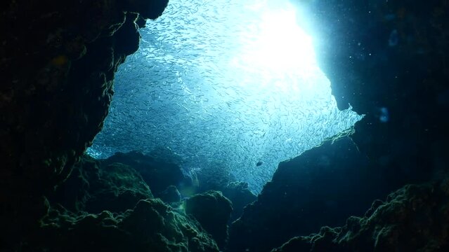 silversides hiding behind secret rocks  under sun shine and beams underwater silverside fish school wavy sea protection ocean scenery behaviour backgrounds