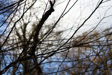 silhouette of a tree