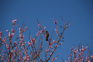 紅梅とヒヨドリ