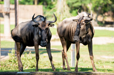 Obraz na płótnie Canvas Blue Wildebeest, Black wildebeest stands in the grass and looking at camera.Animal conservation and protecting ecosystems concept.