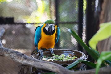 closeup of Macawcute cute bird and colorful of wildlife  ,Blue and yellow macaw looking at camera, Animal conservation and protecting ecosystems concept.