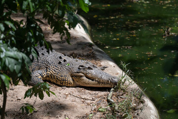 Crocodile predator sunbathing near a pond , Animal conservation and protecting ecosystems concept.
