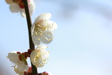 晴天のもと満開に咲く白梅