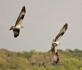 Intense pursuit as osprey battle over a fish catch 