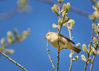 A common chiffchaff perched in the trees