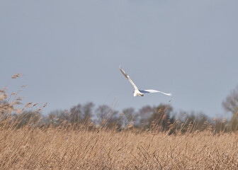 An egret flies over the marshland