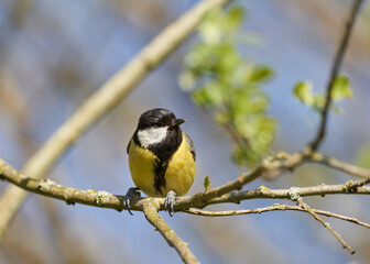Fototapeta premium A great tit perched in the trees