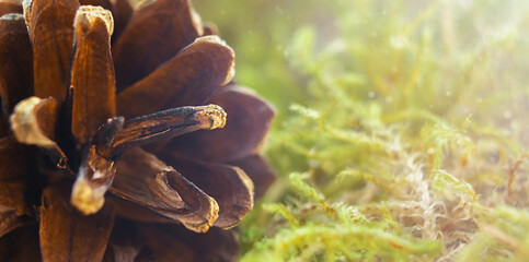 Pine cone on a background of moss in macro with copy space.
