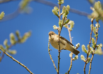 A common chiffchaff perched in the trees