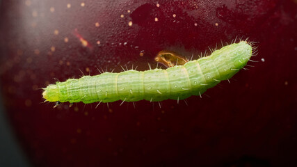 Details of a green caterpillar on a plum