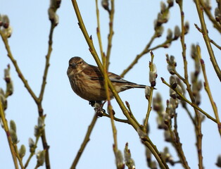 The common linnet (Linaria cannabina) is a small passerine bird of the finch family, Fringillidae.