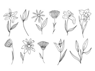 Set of hand drawn flowers. Botanical elements for design