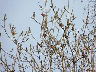 The common linnet (Linaria cannabina) is a small passerine bird of the finch family, Fringillidae.