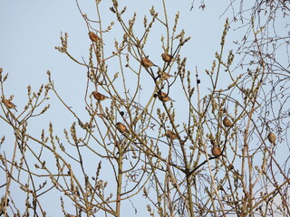 The common linnet (Linaria cannabina) is a small passerine bird of the finch family, Fringillidae.