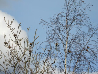 The common linnet (Linaria cannabina) is a small passerine bird of the finch family, Fringillidae.