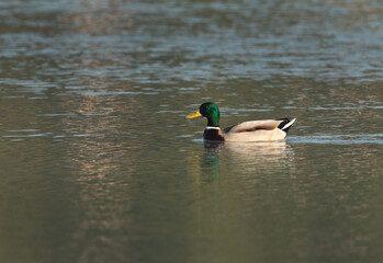 Portrait of a Mallard duck swimming at Tubli bay, Bahrain