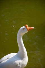 The most beautiful and graceful Chinese goose floating in lake