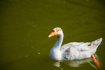 The most beautiful and graceful Chinese goose