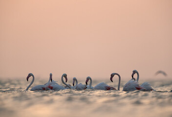 Naklejka premium Greater Flamingos in the early morning hours at Asker coast, Bahrain