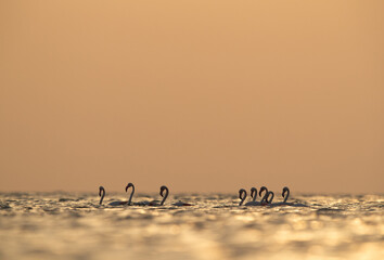 Greater Flamingos wadinbg in the morning hours with dramatic bokeh of light on water, Asker coast, Bahrain