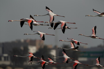 Greater Flamingos flying at Eker creek in the morning, Bahrain