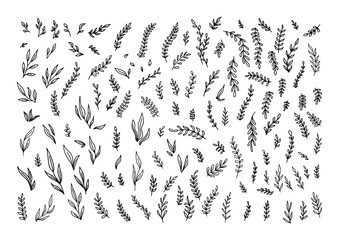 Hand Drawn cute vintage floral elements of flowers, leaves, branches, decorative plants for design background, invitations, greeting cards, logos, flyers, scrapbooking. Isolated vector on white.