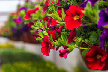 Red Calibrachoas blooming in pot in spring