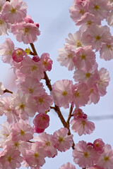 Obraz premium blühende japanische kirsche in nahaufnahme