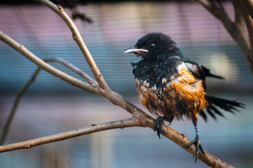 Beautiful bird sitting on a branch with color background.