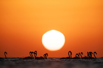 Silhouette of Greater Flamingos wading during sunrise  at Asker coast of Bahrain