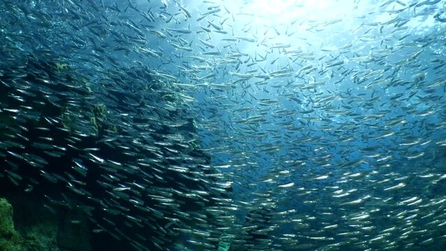 waves on rocks sun shine sun rays and sun beams underwater school of little fish sardine silversides slow ocean scenery