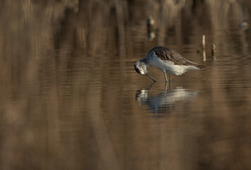 Common Greenshank preening at Asker Marsh, Bahrain