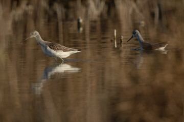 Common Greenshanks feeding at Asker Marsh, Bahrain
