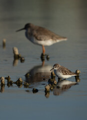 Little Stint with a redshank at the backdrop , Asker mnarsh, Bahrain