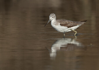 Common Greenshank feeding at Asker Marsh, Bahrain