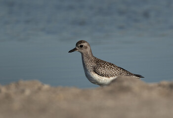 Grey plover at Asker marsh, Bahrain
