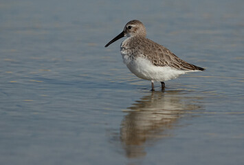 Dunlin with dramatic reflection at Asker Marsh, Bahrain
