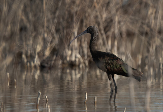 Glossy Ibis at Asker Marsh, Bahrain