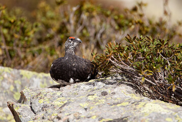 Obraz premium Lagopède alpin (lagopus mutus) mâle au repos. Alpes. France