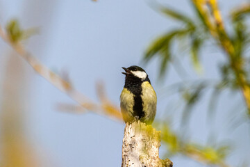 Great Tit perched on a tree branch
