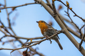 European Robin perched on a tree branch