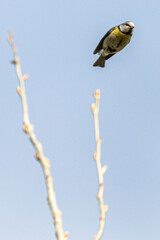 Eurasian Blue Tit in a garden in the morning